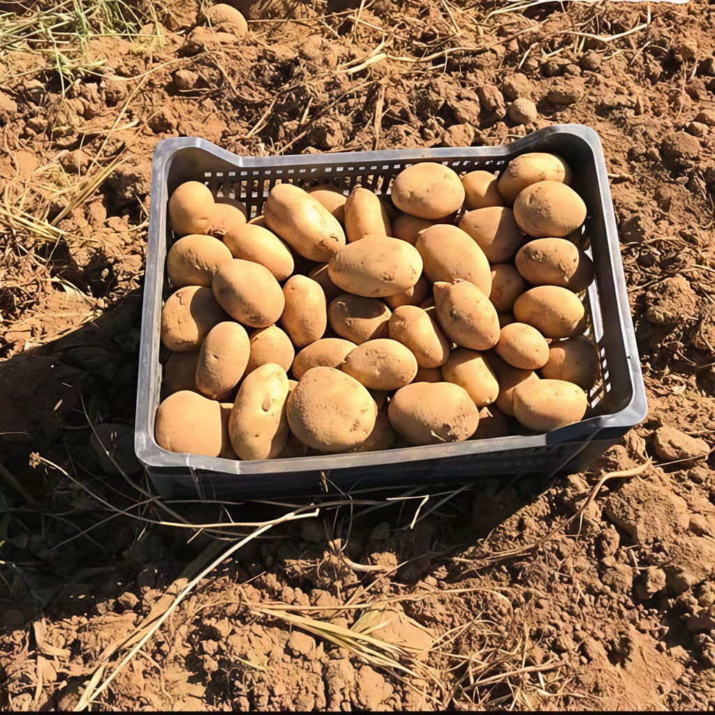 CAJA MARIA CALADA DE REPRO 45 KG